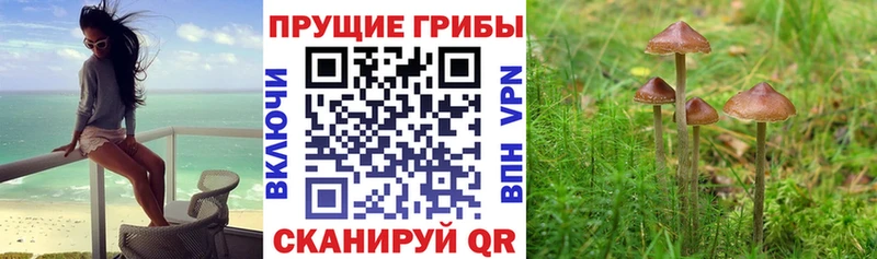 mega сайт  Армянск  Галлюциногенные грибы Psilocybine cubensis 